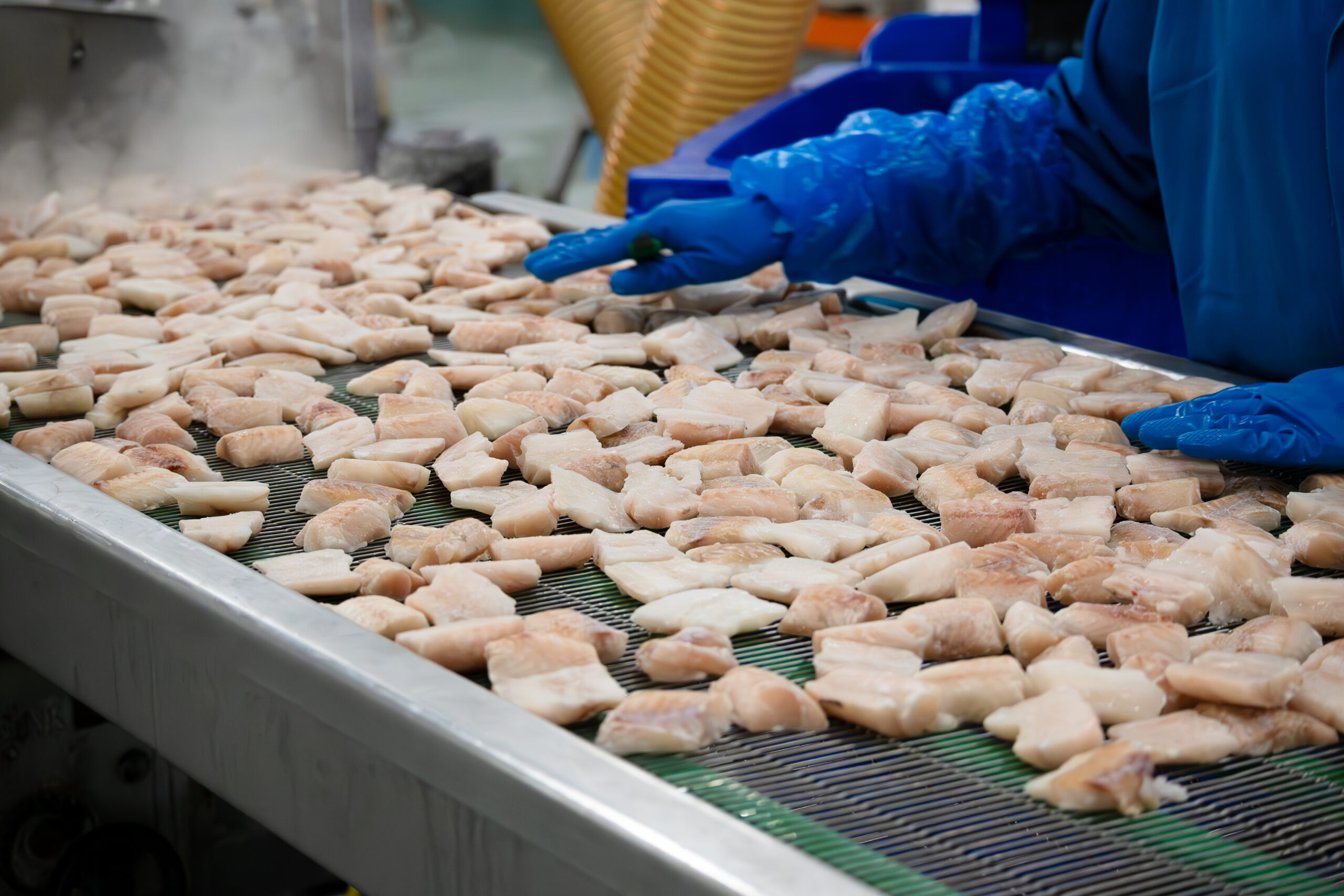 Voorgebakken kibbeling wordt voorbereid